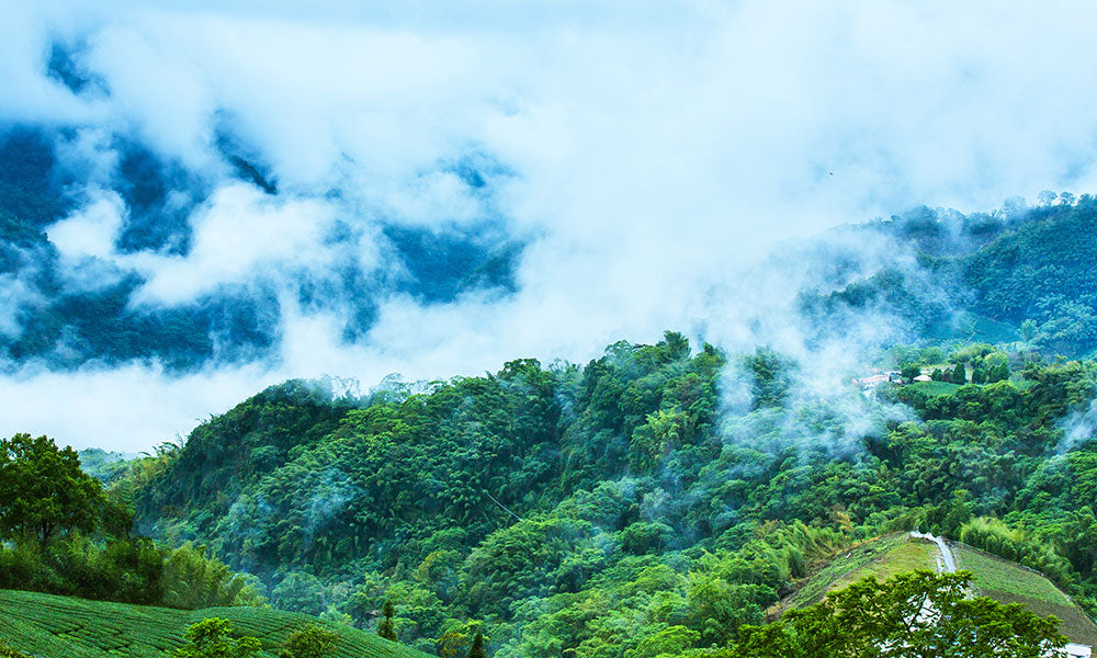Raw Puer - A Taste of the Wilderness