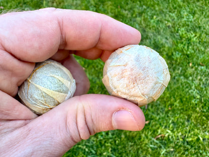 Tangerine Pu’er Tuo Cha