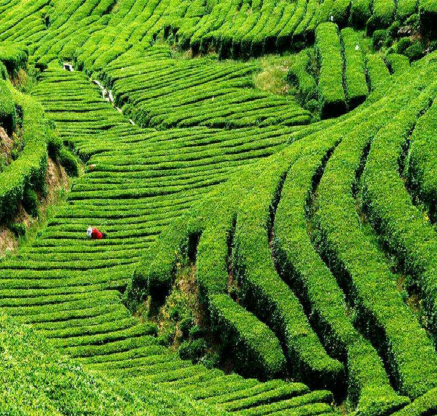 Tieguanyin Premium Oolong Tea