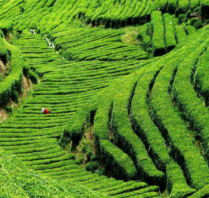 Tieguanyin Premium Oolong Tea