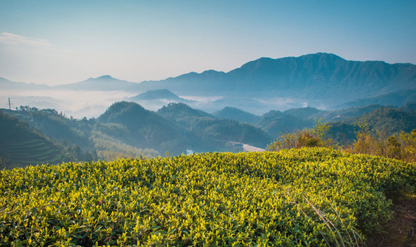 Raw Pu’er Tea Premium