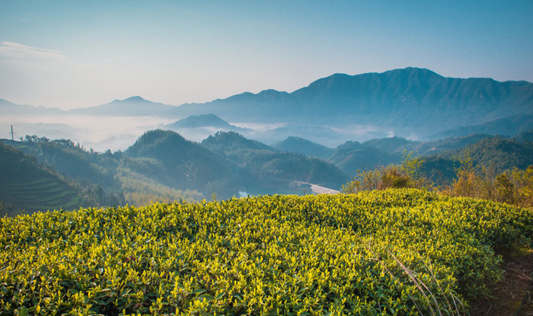 Raw Pu’er Tea Premium