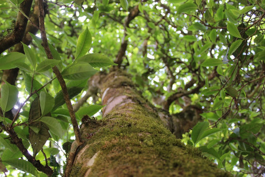 Raw Pu’er Supreme Tea